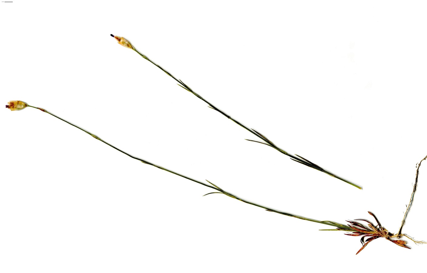 Petrorhagia nanteuilii (Caryophyllaceae)